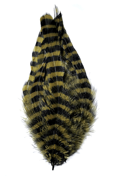 Barred Schlappen Feathers
