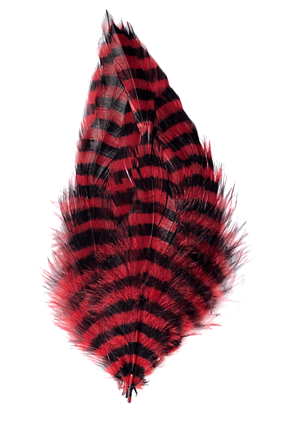 Barred Schlappen Feathers