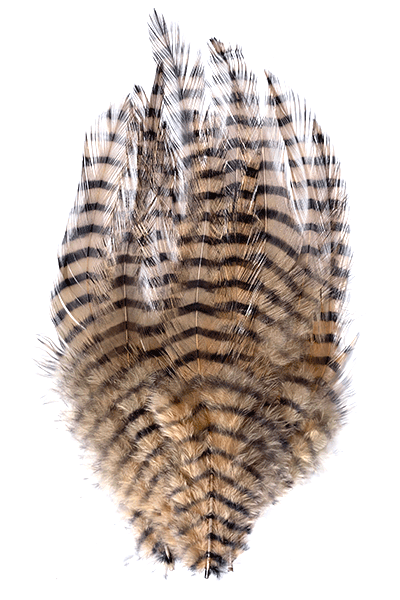 Barred Saddle Hackle