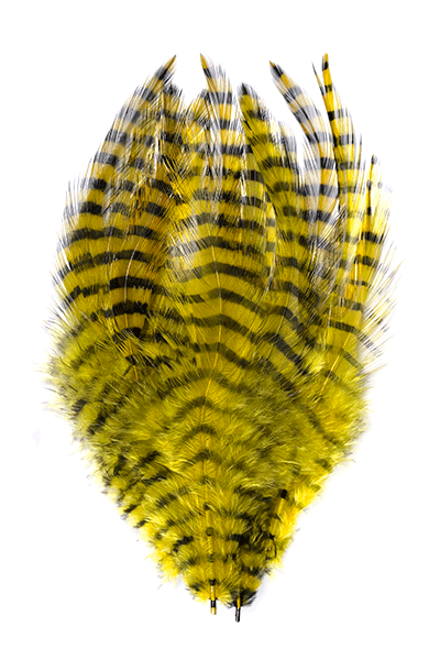 Barred Saddle Hackle