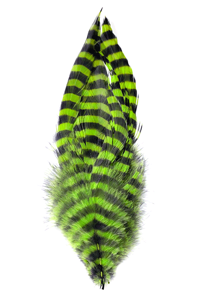 Barred Schlappen Feathers
