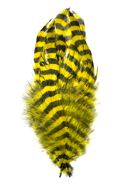 Barred Schlappen Feathers
