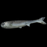 No Live Bait Needed 9" K Tail