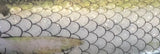 Al Gags Whip-it Fish Spare Tails
