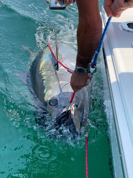 LT Marine Release