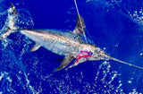 RJ Boyle Swordfish Skirts