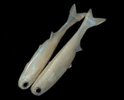 No Live Bait Needed 7" K Tail