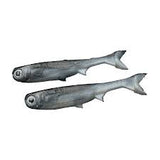 No Live Bait Needed 7" K Tail